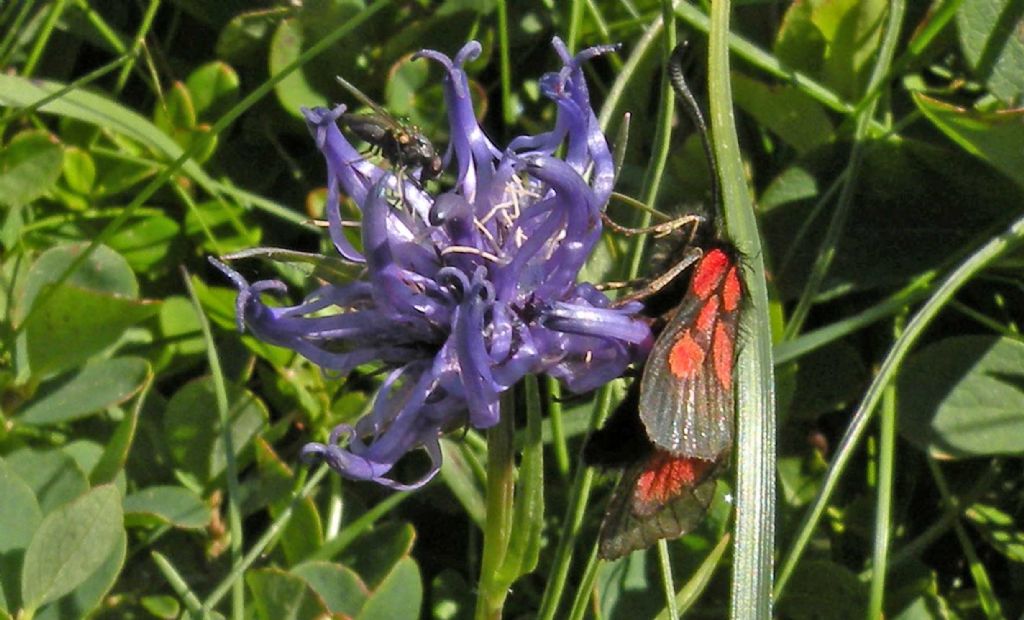 Zygaena lonicerae, vero? No,  Z. exulans - Zygaenidae